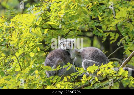 Deux lémuriens à queue annulaire (Lemur catta) sont assis haut dans un arbre sur une branche entre des feuilles vertes fraîches et jouent l'un avec l'autre ou se prêtent ou regardent Banque D'Images