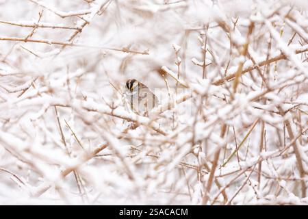 Moineau dans le Bush avec de la neige Banque D'Images