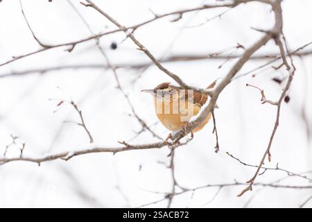Wren dans la neige Banque D'Images