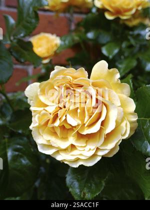 Rose jaune Banque D'Images