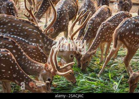 Le cerf d'ELD paissant paisiblement sur l'herbe verte luxuriante dans son habitat naturel, mettant en valeur la beauté de la faune et les efforts de conservation. Banque D'Images
