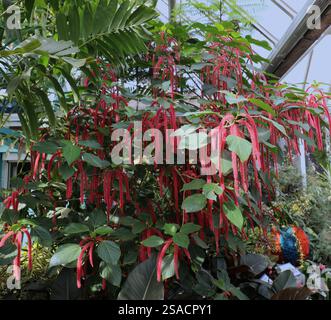 Une chenille plante, Acalypha hispida, remplie de longues fleurs rouges, floues, comme catkin, dans un conservatoire de l'Illinois Banque D'Images
