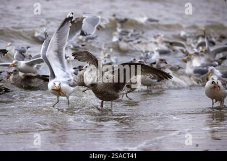 Gros plan d'un troupeau de mouettes se rassemblant au bord de la mer se nourrissant d'étoiles de mer Banque D'Images