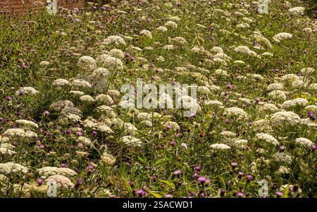 Bordure de fleurs sauvages de persil de vache et de knapweed commun. ROYAUME-UNI Banque D'Images