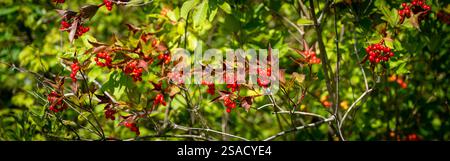 Baies rouges vives de la plante Guelder Rose ou Viburnum opulus. Banque D'Images