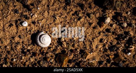 Une vue rapprochée d'un sol sablonneux avec divers petits cailloux et deux coquillages en spirale. La texture du sable et les détails des coquilles sont cl Banque D'Images