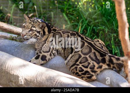 Un tigre est allongé sur une bûche dans un enclos de zoo. Le tigre est enroulé et il se repose Banque D'Images