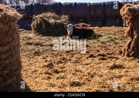 Une vache est couchée dans un champ de foin. Le foin est entassé dans le fond Banque D'Images