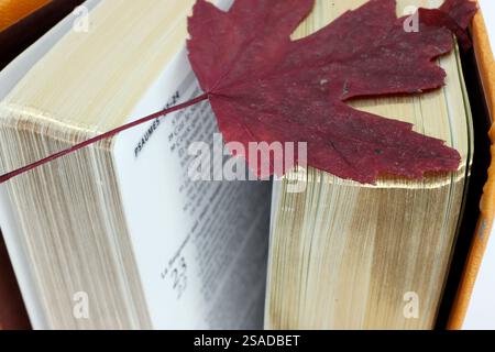 Ouvrez la Bible avec une feuille d'arbre séchée. Banque D'Images