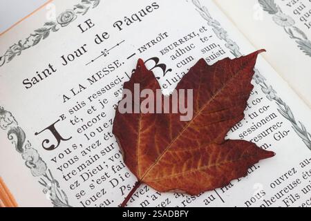 Ouvrez la Bible avec une feuille d'arbre séchée. Pâques. Banque D'Images