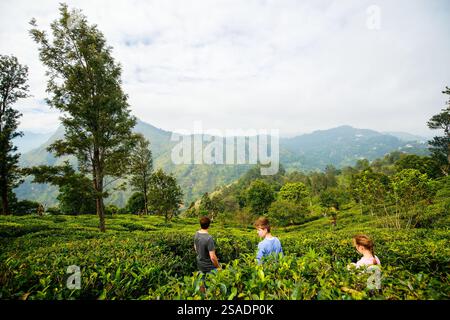Famille du père et de deux enfants bénéficiant d'une vue imprenable sur les montagnes et les plantations de thé dans Ella Sri Lanka Banque D'Images