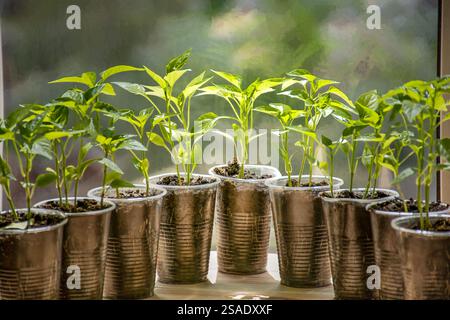 jeunes pousses de poivron dans des tasses sur le rebord de la fenêtre, semis, plantation de graines Banque D'Images