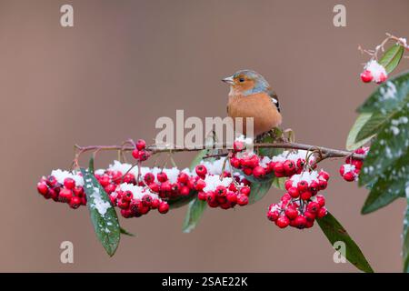 Chaffinch commun Fringilla coelebs, mâle adulte perché sur une brindille de cotoneaster chargée de neige avec des baies, Suffolk, Angleterre, janvier Banque D'Images