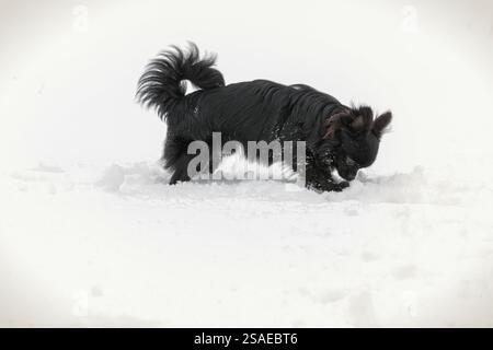 Chien chihuahua aux cheveux longs creusant joyeusement dans la neige fraîche, jouant et s'amusant dans le paysage hivernal lumineux sous le soleil Banque D'Images
