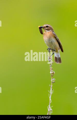 Whinchat (Saxicola rubetra), femelle perchée avec une chenille capturée dans le bec sur une plante séchée, vue de côté, Italie, Abruzzes Banque D'Images