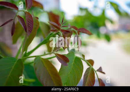 Des feuilles fraîches de couleur cuivrée poussent d'une jeune plante, se prélassant dans la lumière du soleil d'une zone urbaine. L'arrière-plan est légèrement flou, révélant des notes de Banque D'Images