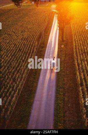 Vue aérienne de cheval buggy Amish on rural road au coucher du soleil, le comté de Lancaster, Pennsylvanie, USA Banque D'Images