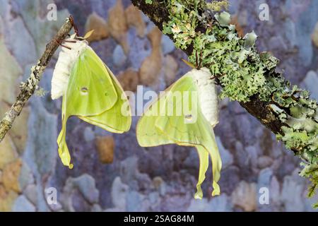 États-Unis, État de Washington, Sammamish. Luna Silk Moth vert lime avec longue queue sur les ailes arrière Banque D'Images