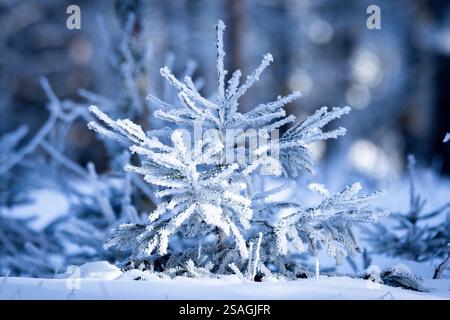 Épinette de Norvège (picea abies) couverte de neige en hiver, sapin Banque D'Images