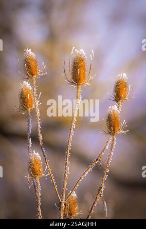 Le chevalet sauvage (Dipsacus fullonum) en gros plan en hiver. Banque D'Images