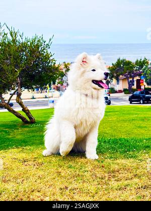 Chien Samoyède blanc courant en plein air avec une expression heureuse dans un parc public urbain. Banque D'Images
