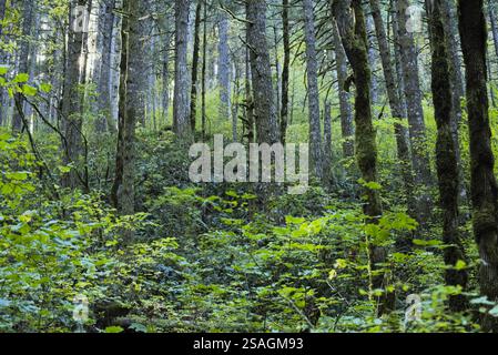 Bois avec des pins densément peuplés, avec un plancher forestier entièrement recouvert de feuillage vert luxuriant et de fougères. Banque D'Images