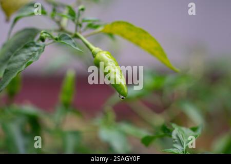 piments verts poussant sur une plante, ajoutant une touche d'épices au jardin. Banque D'Images