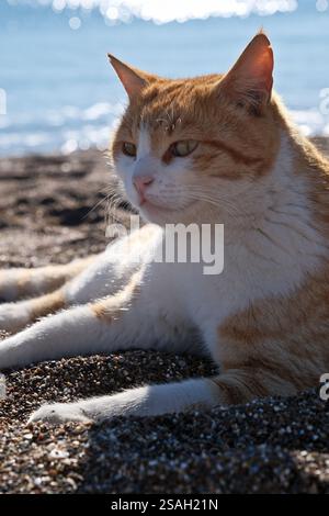 Chat gingembre mignon couché sur la plage avec la mer en arrière-plan. Chat rouge sur la plage au bord de la mer dans une journée ensoleillée. Portrait d'un chat. Banque D'Images