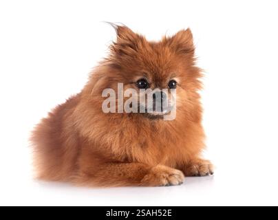 Pomeranian jeunes in front of white background Banque D'Images
