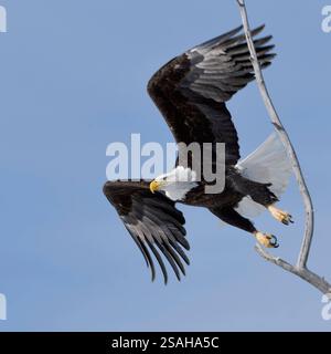Der Abflug... Weisskopfseeadler * Haliaeetus leucocephalus *, Adler, amerikanisches Nationalsymbol und Wappenvogel stösst sich von einem Baum ab, in dem er zuvor gesessen Hat, fliegt ab Bald Eagle Haliaeetus leucocephalus , adulte par une belle journée d'hiver, décollage d'un cotonnier, Yellowstone, Montana, USA. Wyoming Nordamerika, Vereinigte Staaten von Amerika Banque D'Images