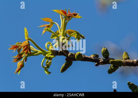 Noyer en fleur, fleurs mâles sur les branches. Début du printemps. Gros plan, détails. Banque D'Images