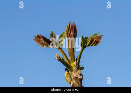 feuillage et chatons du noisetier pendant la floraison, les noix fleurissent en gros plan au printemps dans le jardin. Banque D'Images