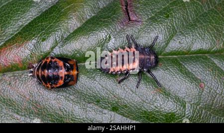Harmonia axyridis est une grande dame coléoptère ou coccinelle qui est le plus communément connu sous le nom d'arlequin, asiatique, ou multicolore dame asiatique. Banque D'Images