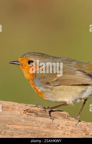 allgemein bekannter Singvogel... Rotkehlchen * Erithacus rubecula * zählt vermutlich zu unseren bekanntesten heimischen Singvögel, ist oft zutraulich, wirkt sympathisch, heimische Tierwelt, Wildlife, Deutschland *** Robin RedBreast assis sur un morceau de bois pourri devant un fond propre, la faune, l'Europe. Nordrhein-Westfalen Deutschland, Westeuropa Banque D'Images