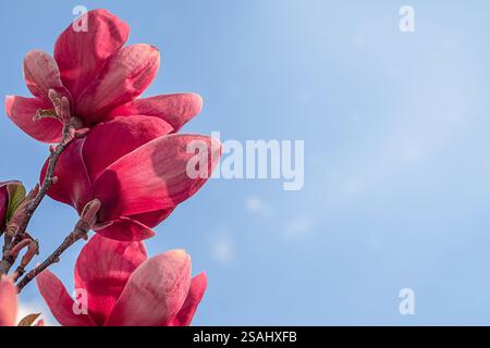 Fleurs de magnolia rouge contre un ciel bleu éclatant capturé en plein soleil Banque D'Images