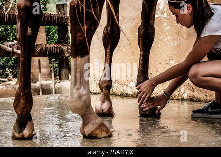 Itinéraires d'équitation, CAN Mayans, Santa Gertrudis de Fruitera, Ibiza, Îles Baléares, Espagne. Banque D'Images