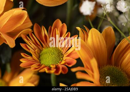 Fleur de chrysanthèmes orange. Fleurs de chrysanthème. Champ du chrysanthème orange. Banque D'Images