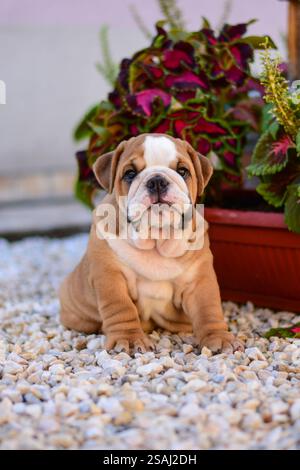 Portrait en plein air de chiot bouledogue anglais mignon Banque D'Images