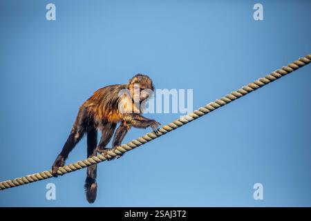 Le capucin à ventre d'or (Sapajus xanthosternos) est une espèce du Nouveau monde ou singe néotropical. Il vit principalement dans les arbres et est omnivore Banque D'Images