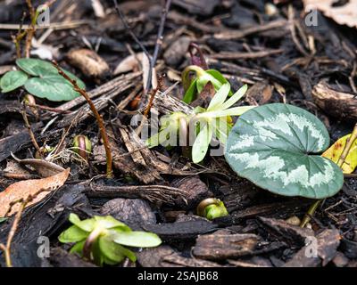 Les boutons floraux de l'aconite hivernale Eranthis hyemalis émergent sous les feuilles marbrées de Cyclamen coum Banque D'Images