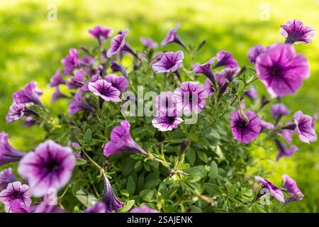 arrangement floral de pétunias violets avec veines sombres et calibrachoa blanc dans le jardin. Banque D'Images