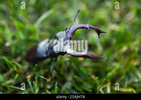 Macro de grand cerf coléoptère Lucanus cervus dans l'attitude de combat sur fond de forêt verte. Banque D'Images