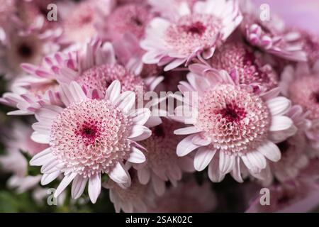Fleurs de chrysanthème rose concept de bouquet floral d'automne. Banque D'Images