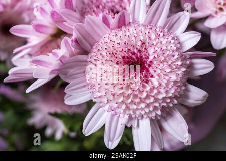 Fleurs de chrysanthème rose concept de bouquet floral d'automne. Banque D'Images