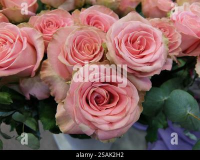 Belles roses roses en pleine floraison, fond floral en gros plan. Banque D'Images