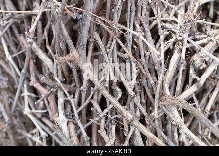 Un tas de branches sèches d'un arbre de vigne en vue rapprochée Banque D'Images