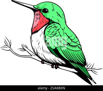 Colibri coloré isolé sur fond blanc. Illustration vectorielle dessinée à la main. Illustration de Vecteur