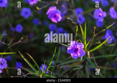 Les fleurs violettes vives sont sur fond de prairie vert foncé flou. Ruellia est un genre de plantes à fleurs communément appelées ruellias ou pétunias sauvages Banque D'Images