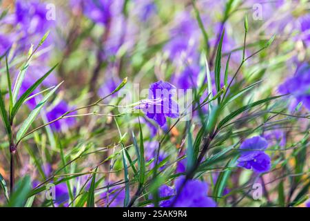 Fleurs violettes sauvages par une journée d'été ensoleillée. Ruellia est un genre de plantes à fleurs communément appelées ruellias ou pétunias sauvages Banque D'Images