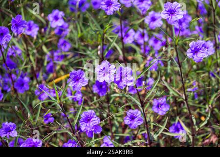 Des fleurs violettes brillantes poussent sur un pré d'été. Ruellia est un genre de plantes à fleurs communément appelées ruellias ou pétunias sauvages Banque D'Images